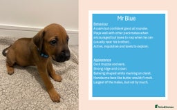 Rhodesian Ridgeback dogs for sale: Pedigree Ridgeback Puppies - READY FOR VIEWING in Scunthorpe - Image 20
