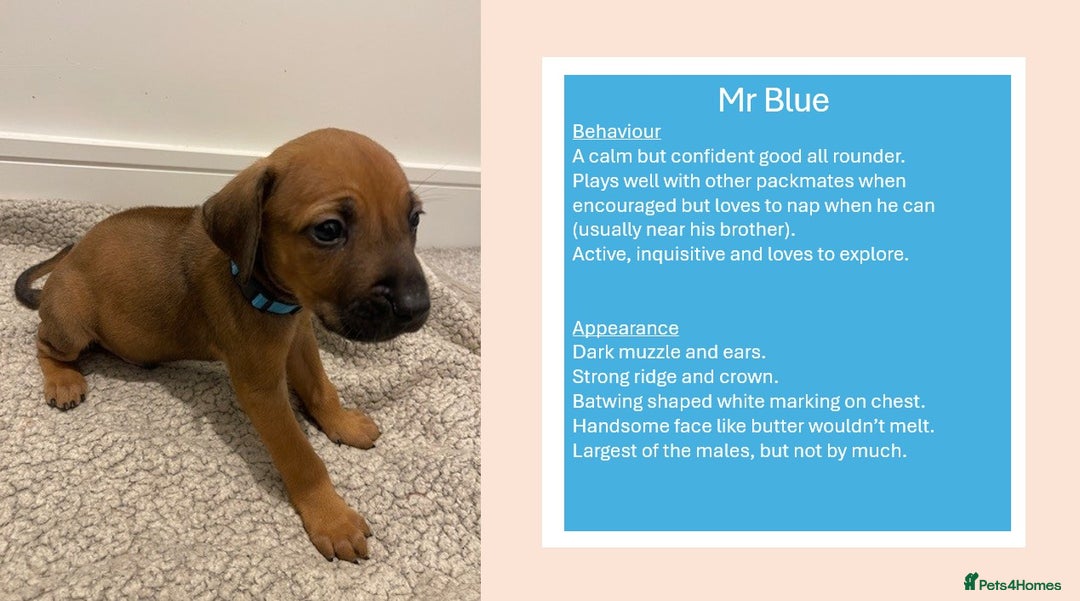 Rhodesian Ridgeback dogs for sale: Pedigree Ridgeback Puppies - READY FOR VIEWING in Scunthorpe - Image 20