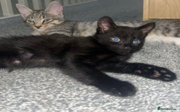 British Shorthair cats for sale: British shorthair x Bengal kittens - Image 7