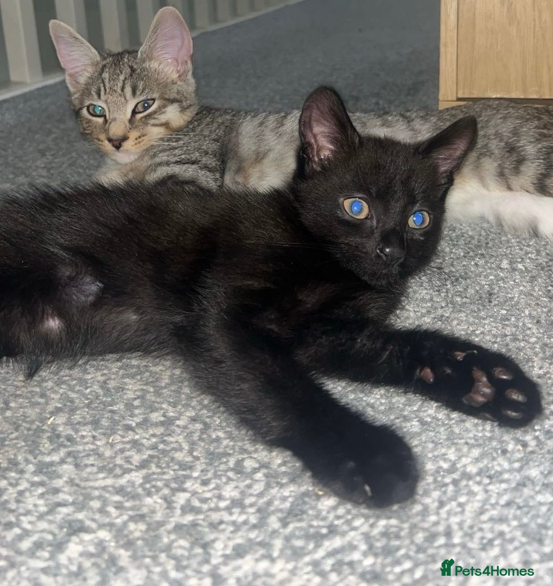 British Shorthair cats for sale: British shorthair x Bengal kittens - Image 7
