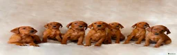 Labrador Retriever dogs for sale: Exceptional Quality KC Fox Red Labrador puppies - Advert 16