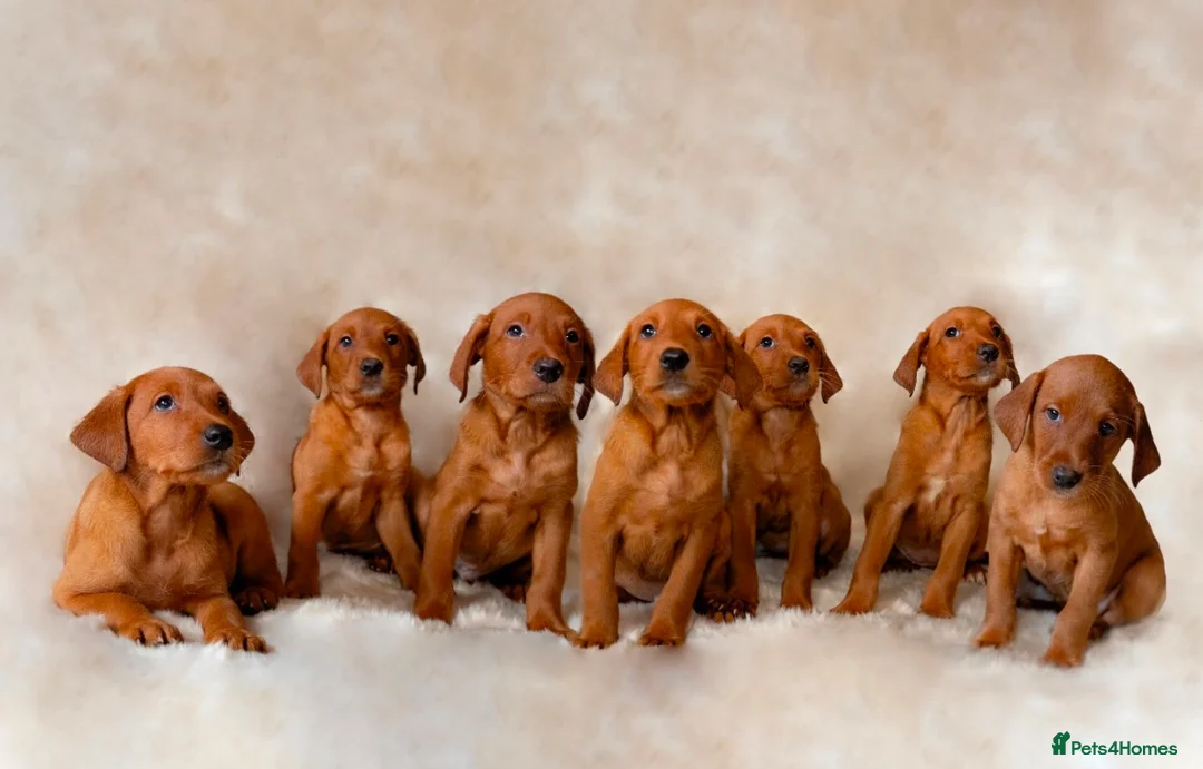 Labrador Retriever dogs for sale: Exceptional Quality KC Fox Red Labrador puppies - Advert 16