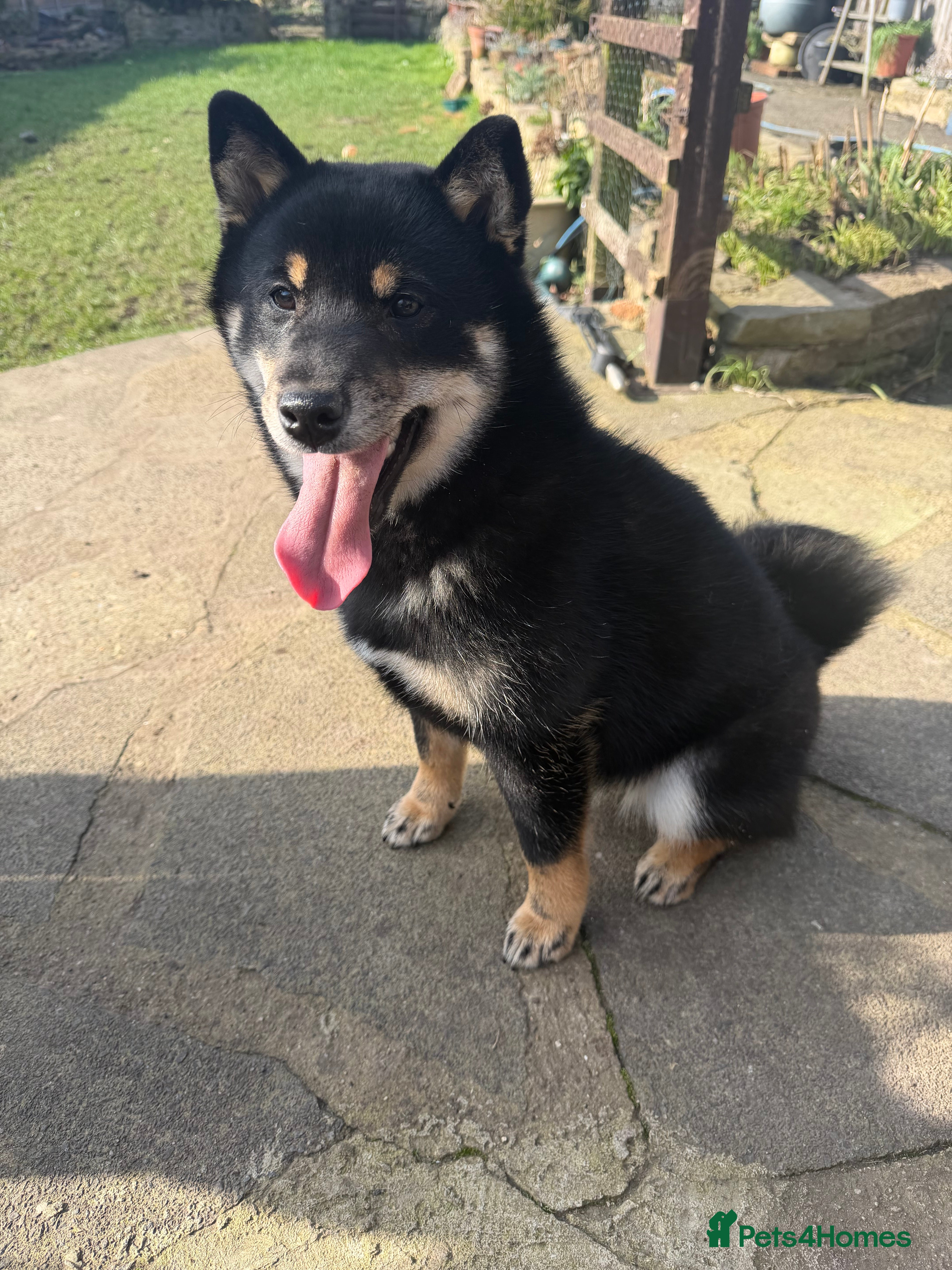 Japanese Shiba Inu dogs Japanese Shiba Inu  - Advert 5