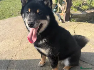 Japanese Shiba Inu dogs Japanese Shiba Inu - Advert 5