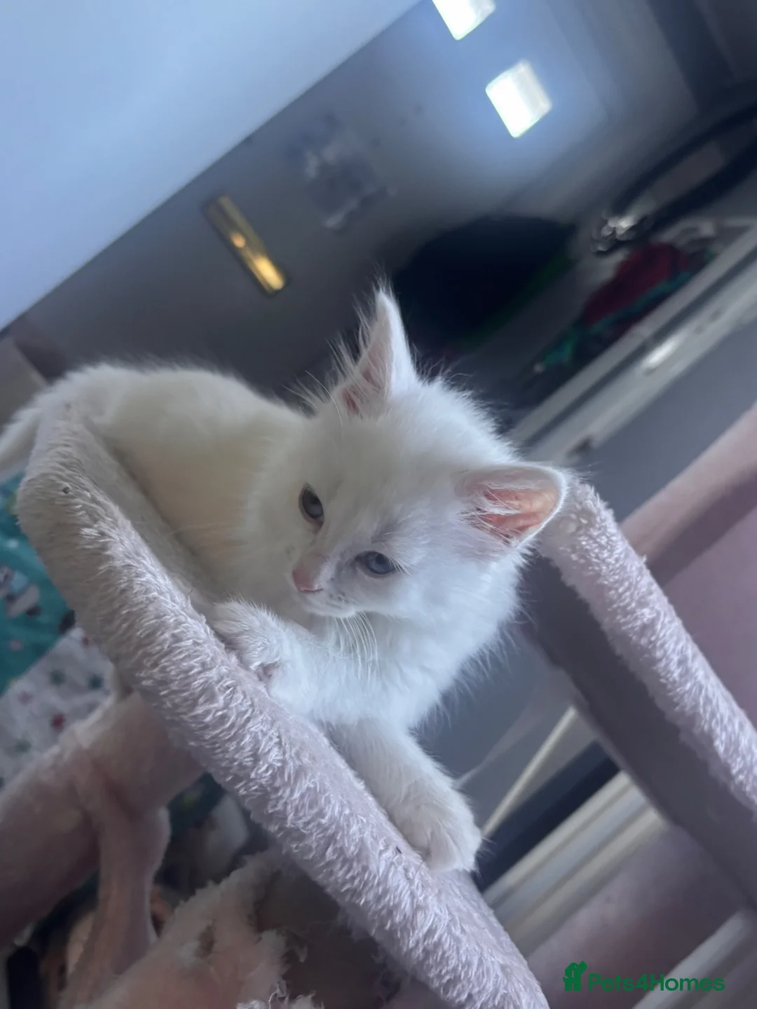 Mixed Breed cats for sale: 3 white kittens and 2black and white kittens  - Advert 2