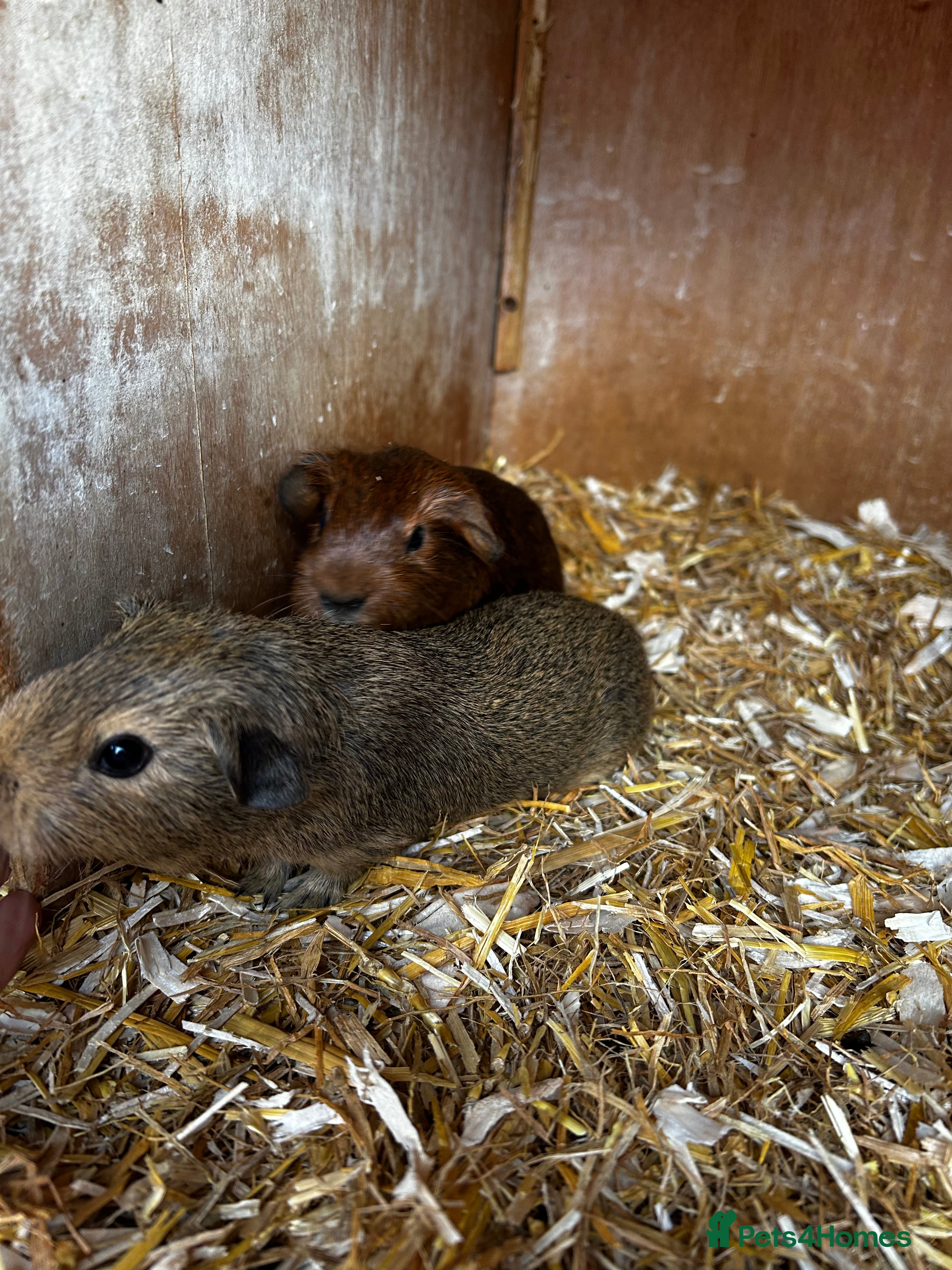 Guinea Pig rodents Guinea pigs babies looking for their forever homes - Advert 20