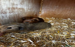 Guinea Pig rodents for sale: Guinea pigs babies looking for their forever homes - Image 1