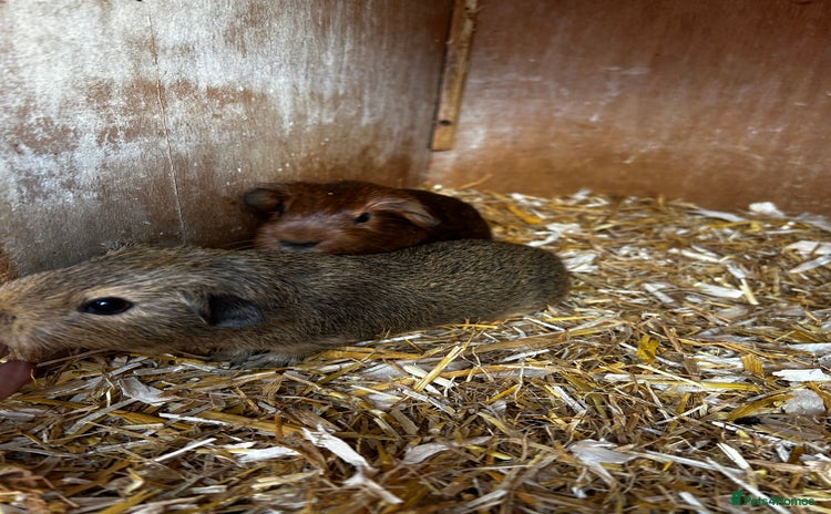 Guinea Pig rodents - Advert 1