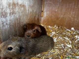 Guinea Pig rodents for sale - Advert 1