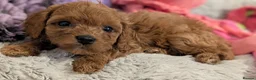Cavapoo dogs for sale: F1 Extensively Health Tested Thearpy Cavapoos - Advert 1