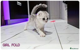 Scottish Fold cats for sale: Scottish Fold Kittens ( Delivery  available) - Image 1