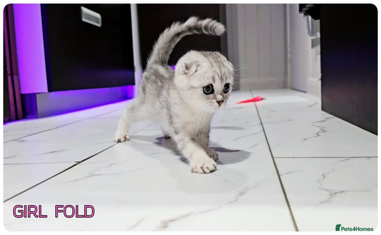 Scottish Fold cats - Advert 6