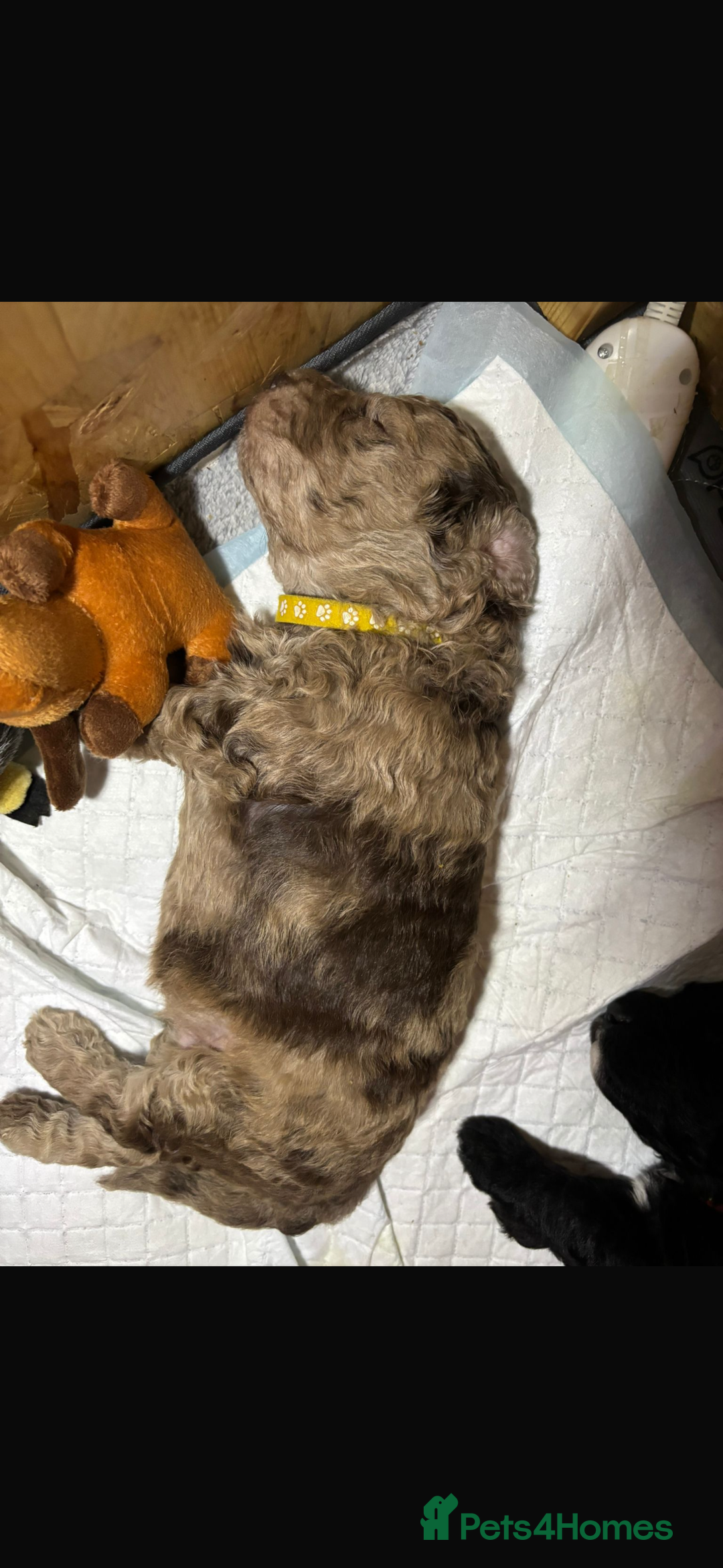 Goldendoodle dogs for sale: F1B Goldendoodle Puppies (SOLD) - Image 22