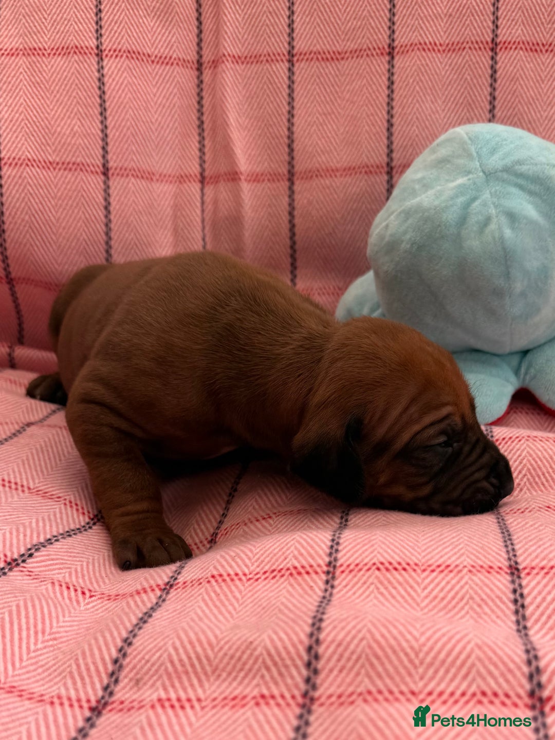Rhodesian Ridgeback dogs for sale: Rhodesian Ridgeback Puppies KC reg - Image 12