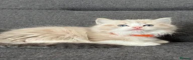 Ragdoll Kitten 4