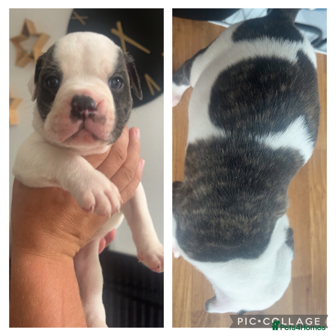 American Bulldog dogs for sale: American bulldogs  - Image 4