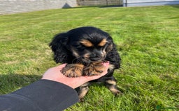 Cocker Spaniel dogs for sale: KC Health tested show type cocker spaniel puppies - Image 19