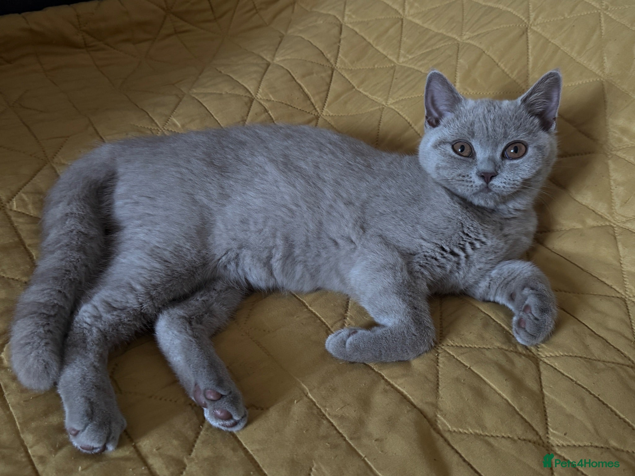 British Shorthair cats 2 girls left Brown and Liliac BSH kittens - Advert 1