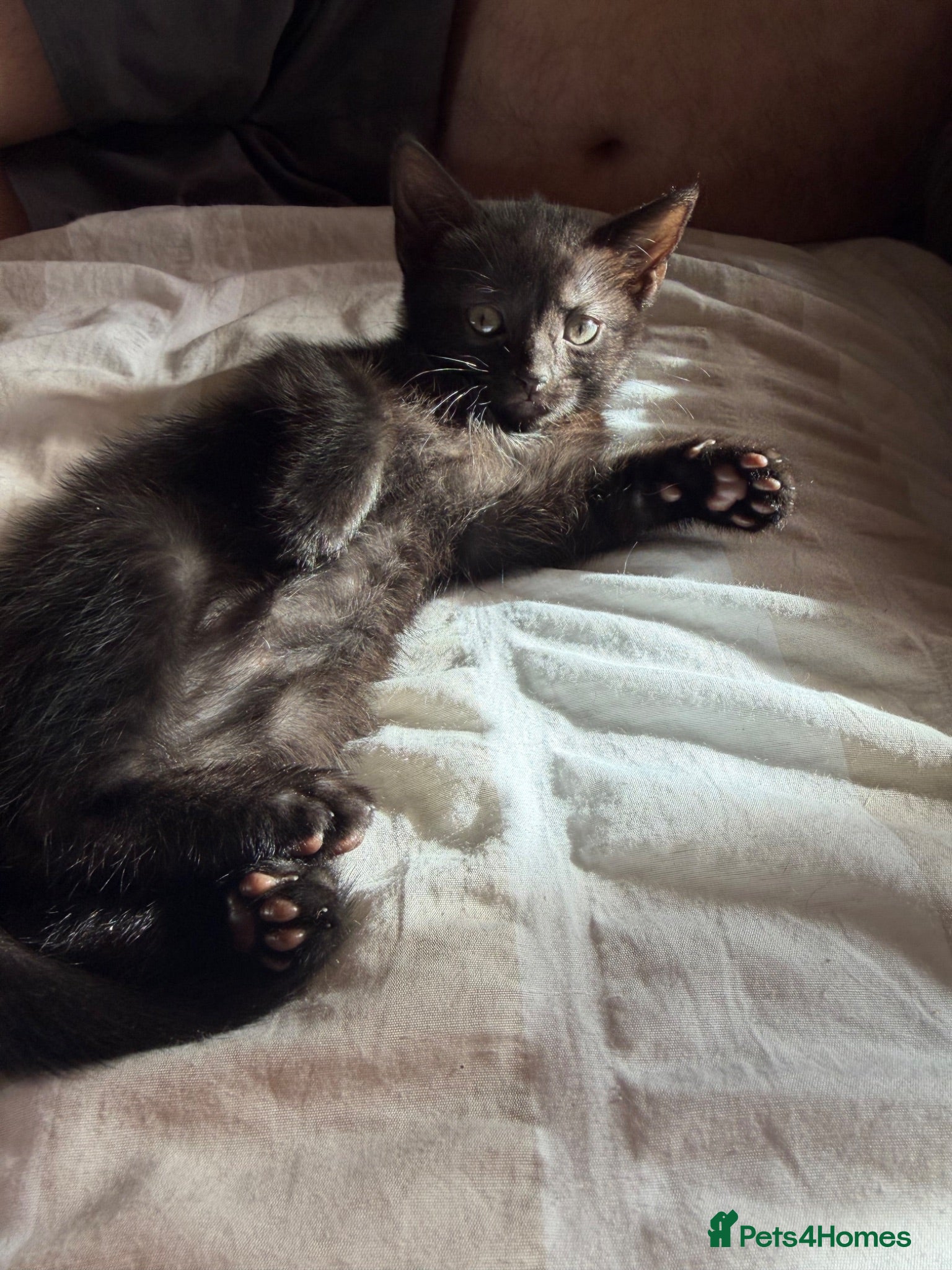 Mixed Breed cats Beautiful kittens  - Advert 2