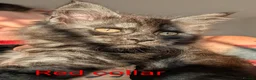 Maine Coon cats for sale: Large kittens growing nicely  - Advert 37