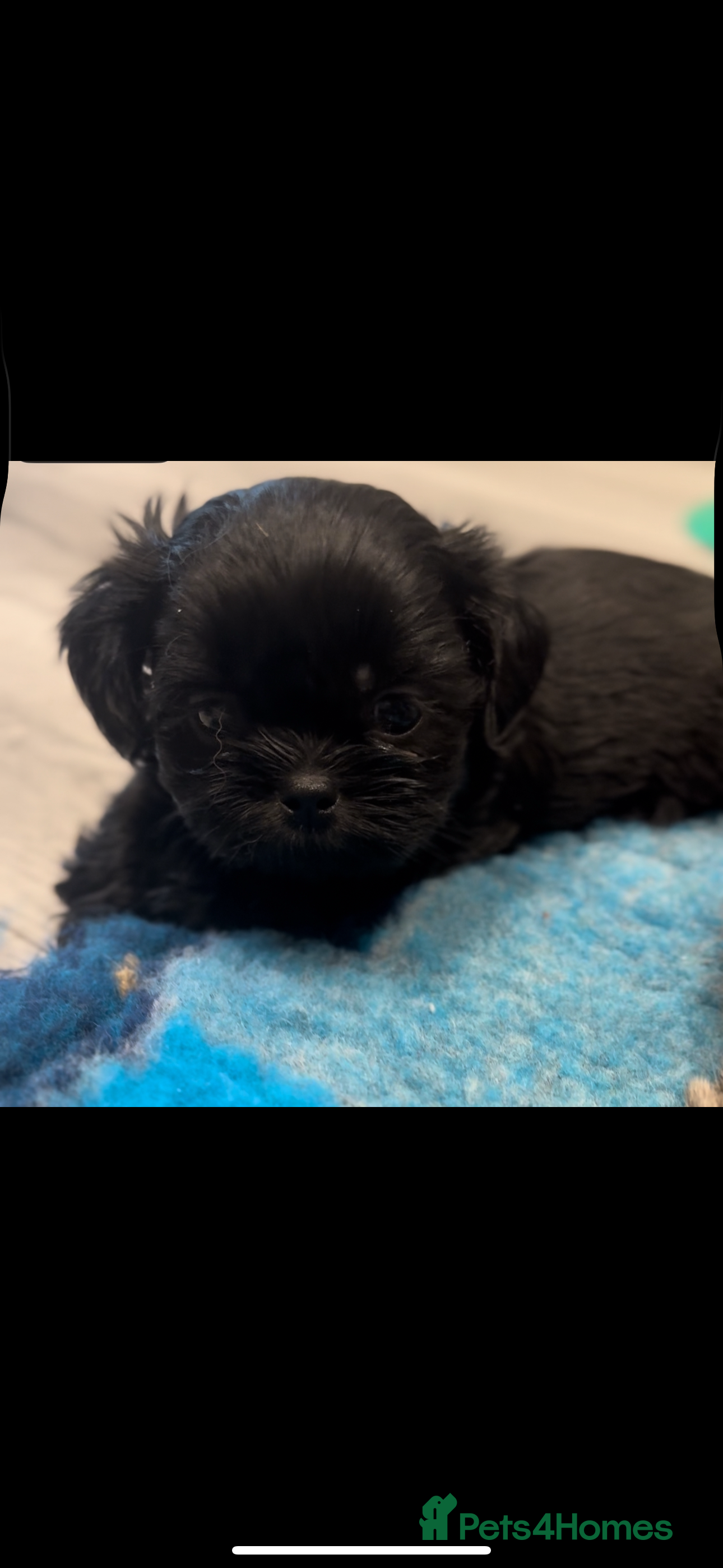 Shih Tzu dogs Saving the best until last  - Advert 1