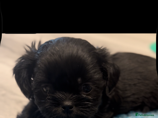 Shih Tzu dogs Saving the best until last - Advert 2