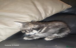 Mixed Breed cats for sale: Little grey kitten - Image 4