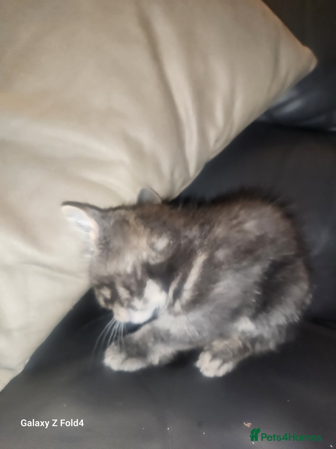 Mixed Breed cats for sale: Little grey kitten - Image 4