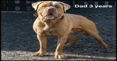 Mastiff dogs - Advert 5