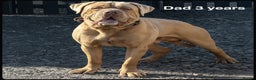Mastiff dogs for sale: Neapolitan x Cane Corso Mix - Advert 9