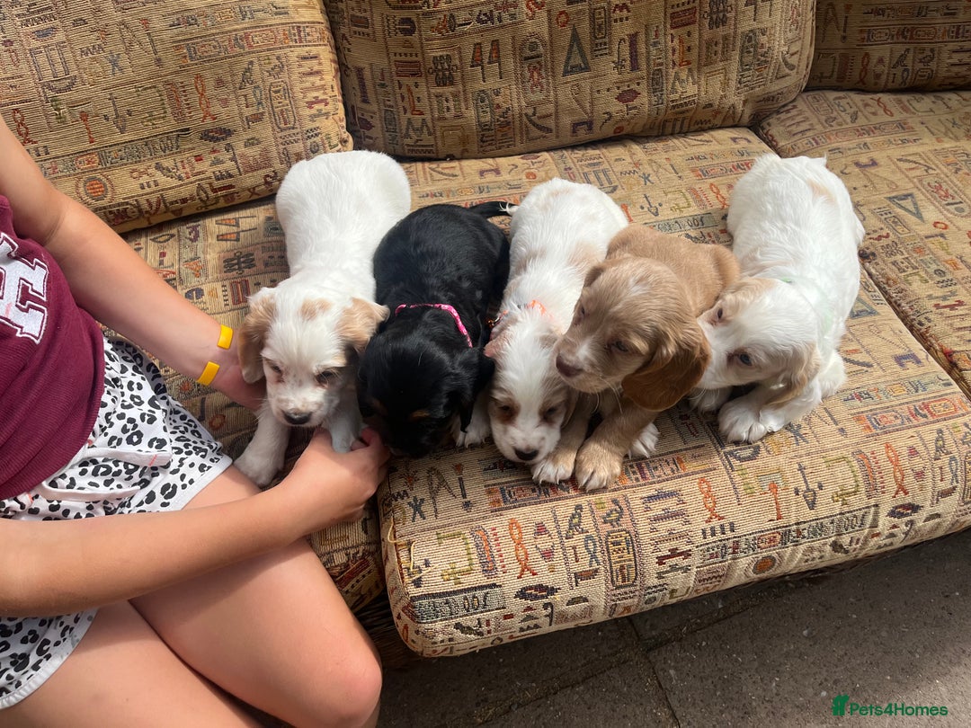 Cocker Spaniel dogs for sale: Stunning working cockers  - Image 4