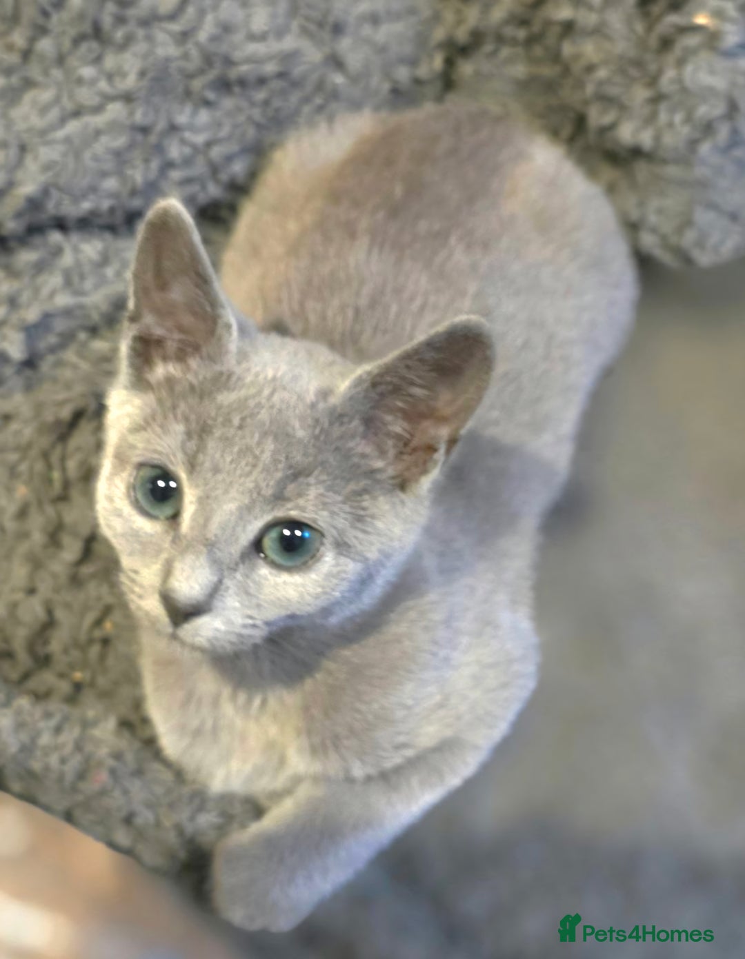 Russian Blue cats for sale: RB PERIGREE, LAST GIRL  N.LONDON  - Advert 7