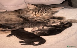 Mixed Breed cats for sale: Gorgeous kittens for sale  - Image 3