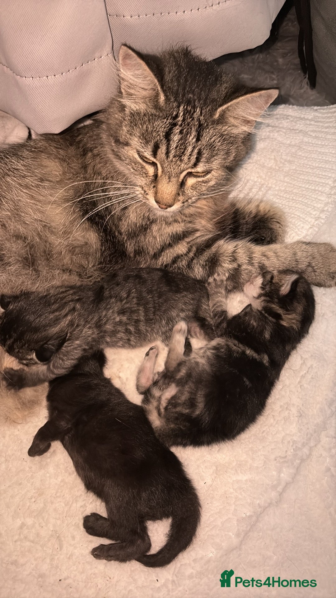 Mixed Breed cats for sale: Gorgeous kittens for sale  - Image 3