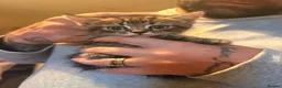 Mixed Breed cats for sale: Three beautiful kittens ready to go.  in Southampton - Advert 3