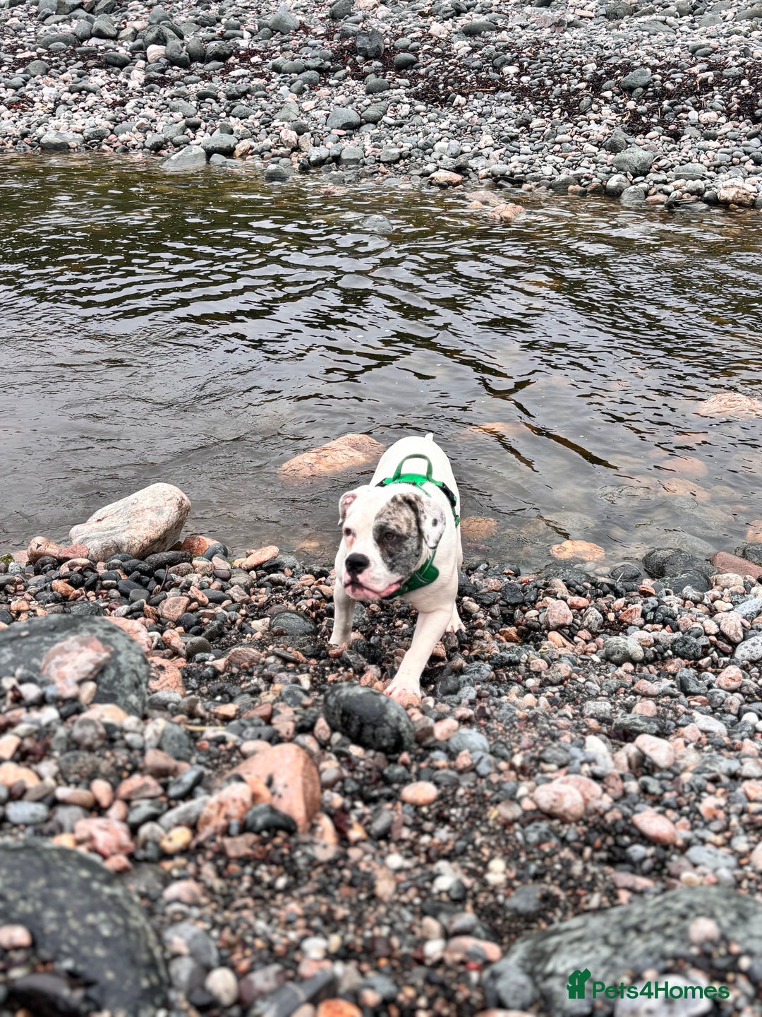 Mixed Breed dogs for sale: Dotty - Image 7