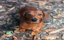 Dachshund dogs for stud: Beautiful Red Dachshund for Stud ONLY - Image 4