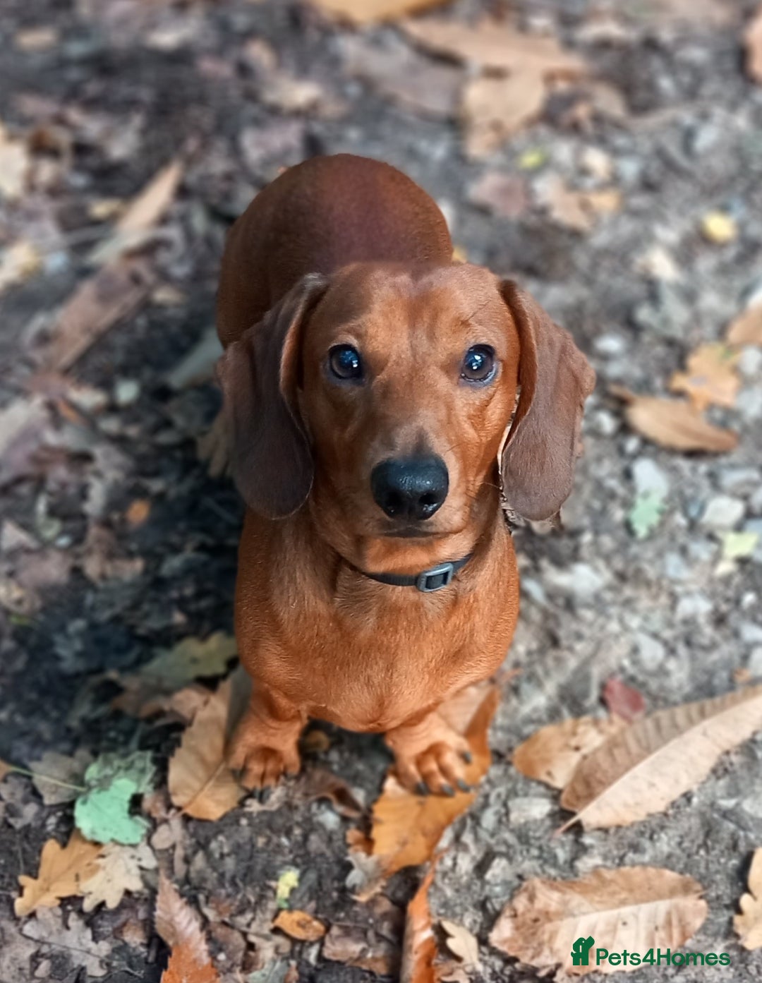 Dachshund dogs for stud: Beautiful Red Dachshund for Stud ONLY - Image 4
