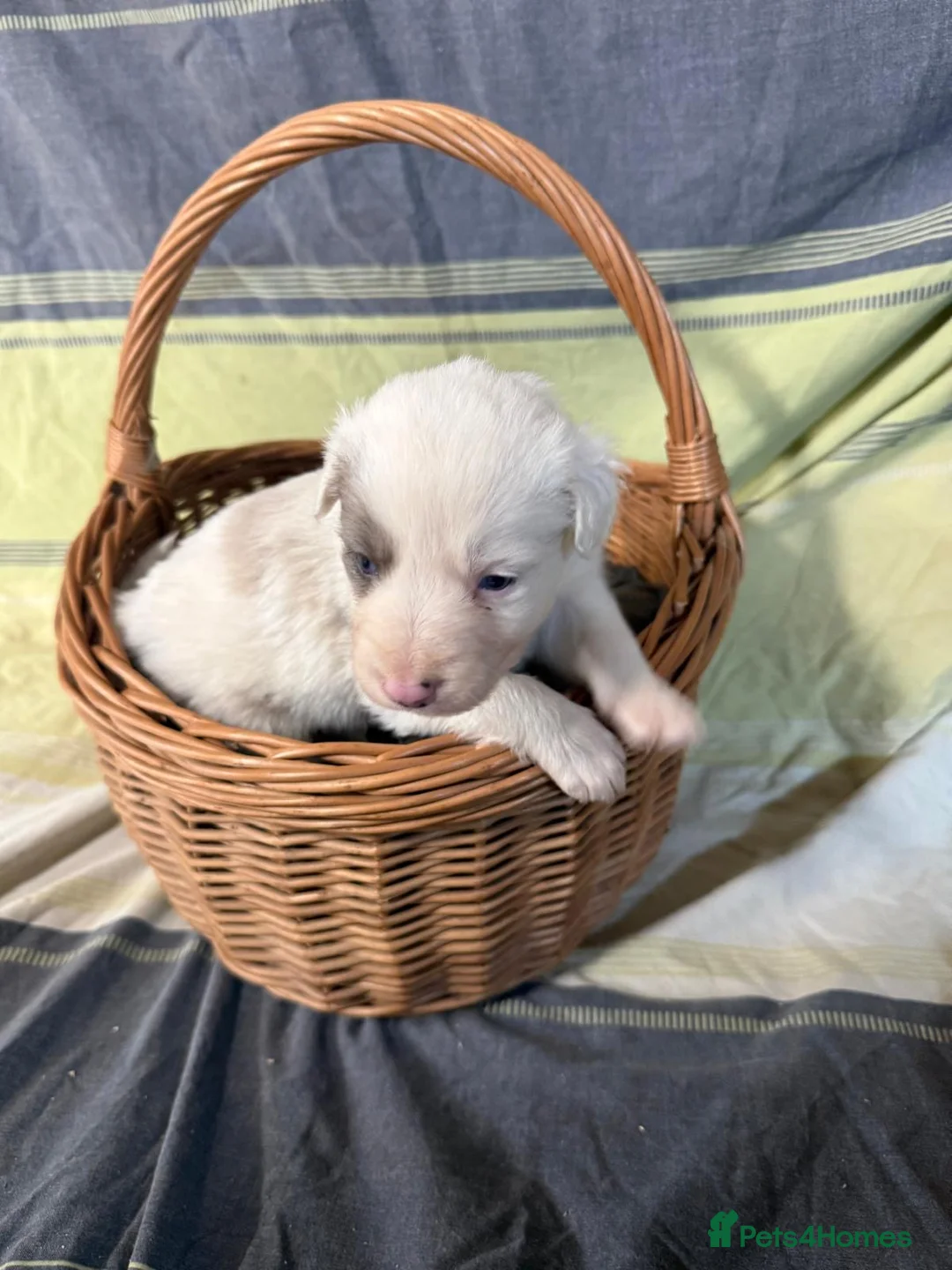 Border Collie dogs for sale: Red Merle and red- black and white border collies - Advert 9