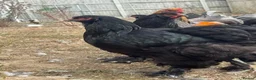 Hens poultry for sale: Large Brahma hens all 2026 healthy strong birds - Advert 8