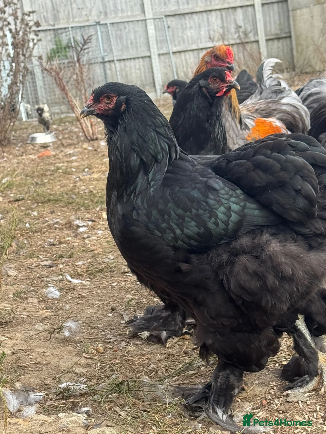 Hens poultry for sale: Large Brahma hens all 2026 healthy strong birds - Advert 8