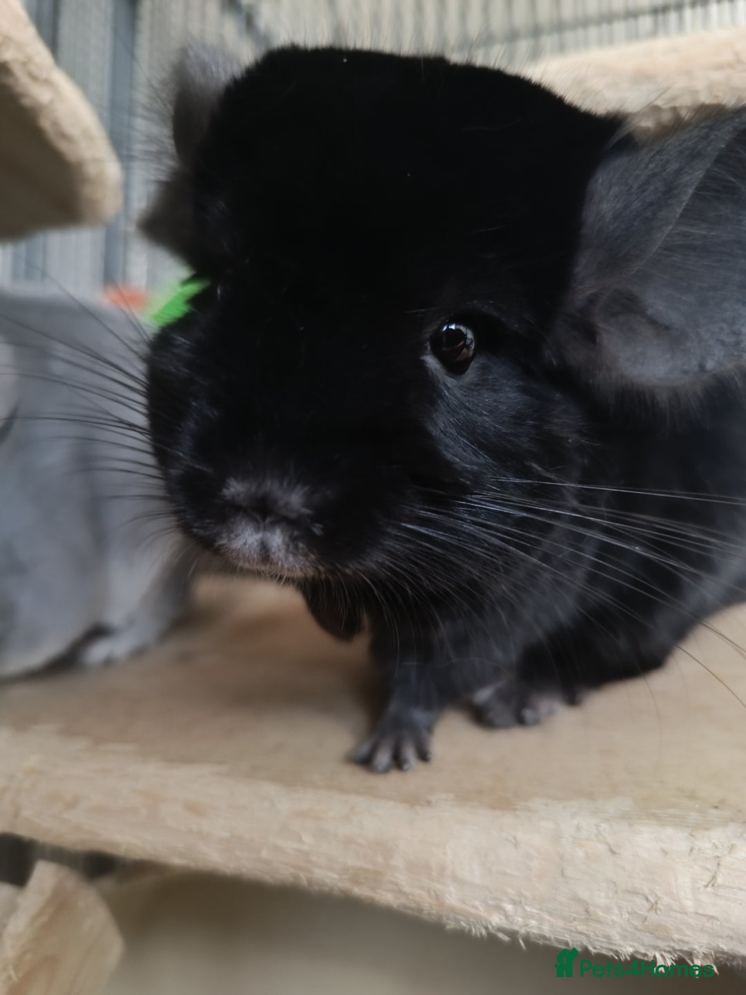 Chinchilla rodents for sale: Chinchillas for sale  - Advert 8
