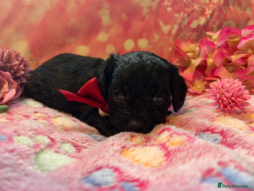 Cavapoo dogs for sale: F1 Cavapoo puppies 🐶  - Advert 20