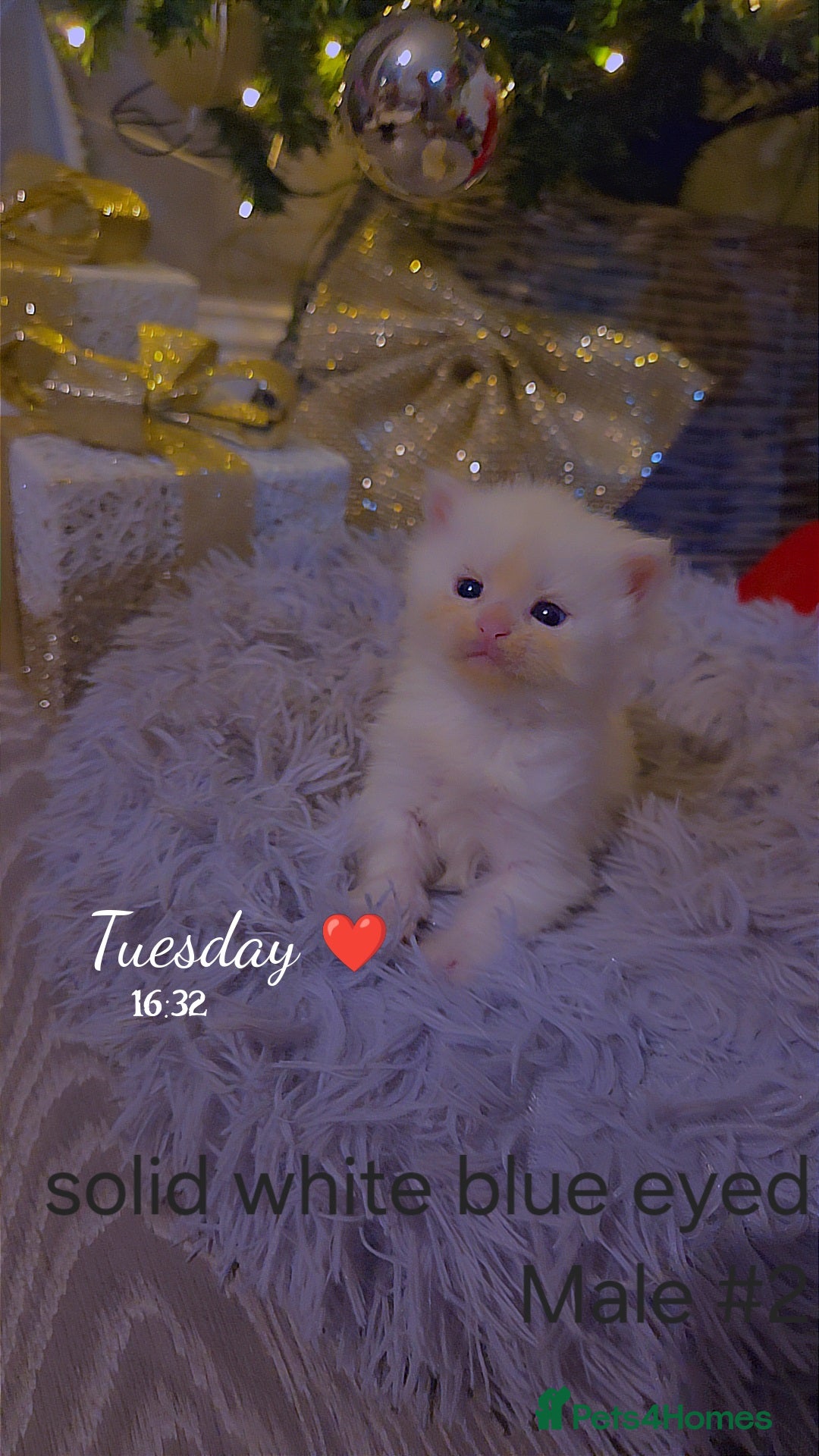 Maine Coon cats for sale: TICA registered MaineCoons 😸  - Advert 30