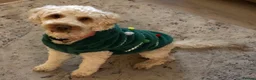 Cockapoo dogs for stud: Teddy, ready for stud, stud approved  - Advert 3