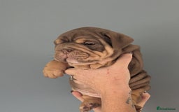 English Bulldog dogs for sale: English Bulldog Puppies - Image 8