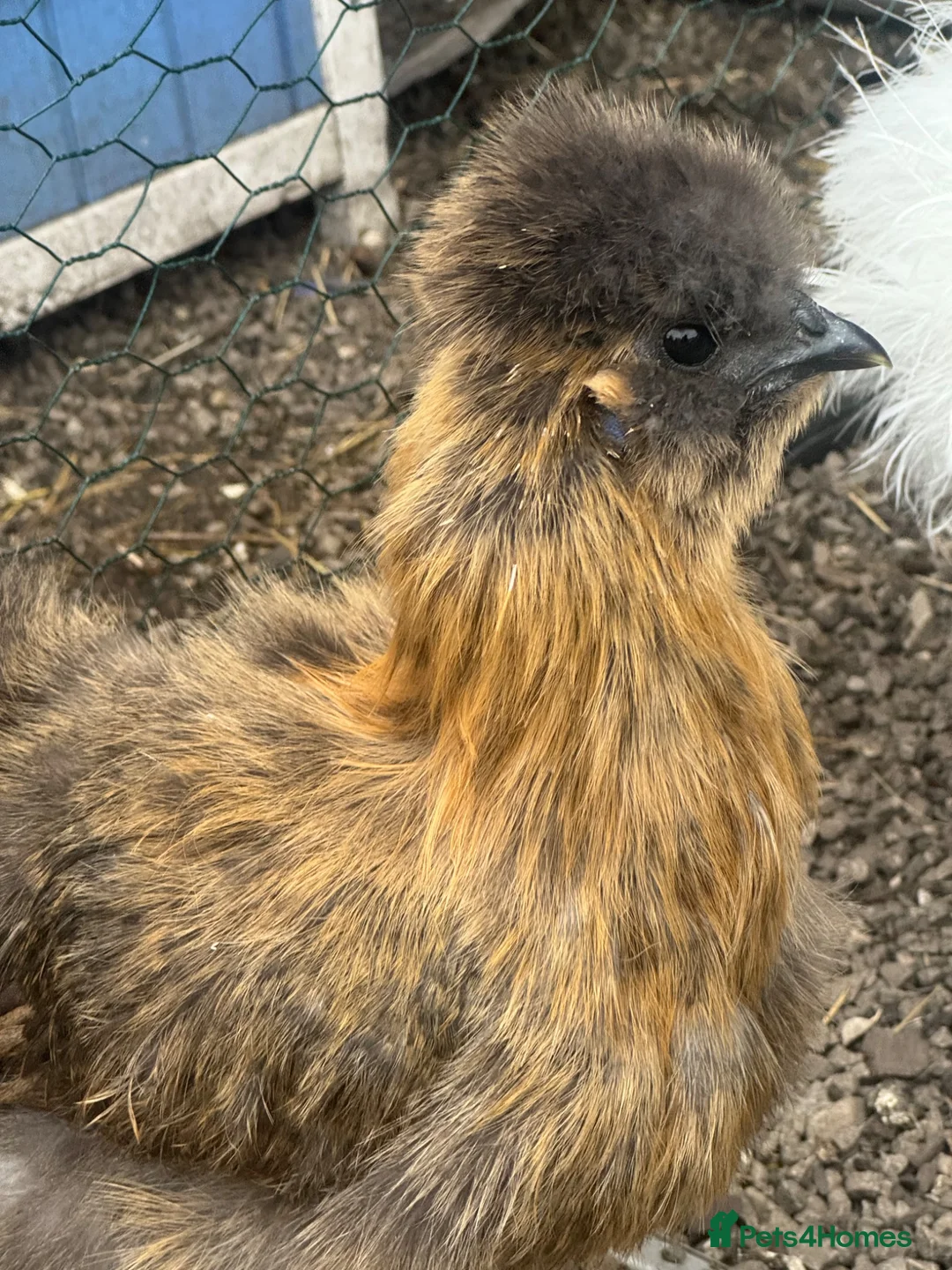 Chickens poultry for sale: 2 cockerels and 1 hen  - Advert 3