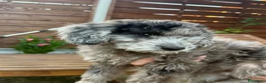 black/grey merle girl