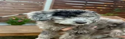 Cockapoo dogs for sale: *LAST 3 LEFT READY TO LEAVE*F1B Cockapoos🐶 - Advert 14
