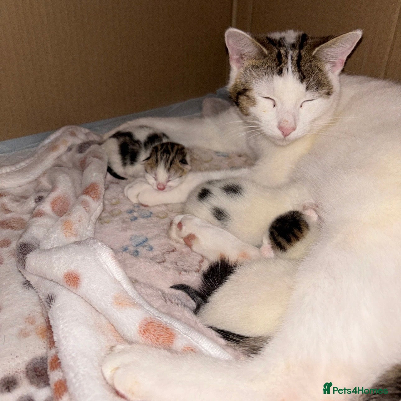 Mixed Breed cats     ✨ Adorable Kittens – 2 Boys & 1 Girl ✨ - Advert 2